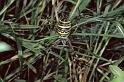 Argiope_bruennichi_P1110_Z_88_Les Gris_Frankrijk